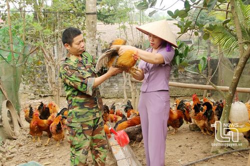 Phủ Lý phát huy tiềm năng chăn nuôi