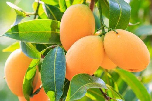 Cảnh báo về dư lượng thuốc bảo vệ thực vật đối với nông sản xuất khẩu sang Hàn Quốc