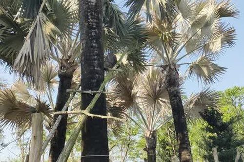 Huyện Lai Vung, tỉnh Đồng Tháp: Hạ độc vườn cây kiểng bằng thuốc diệt cỏ
