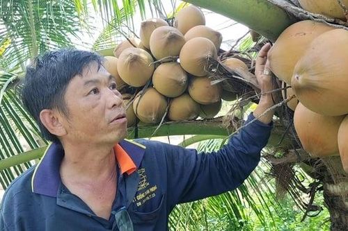 Thời đã tới cho nông dân, HTX trồng dừa?
