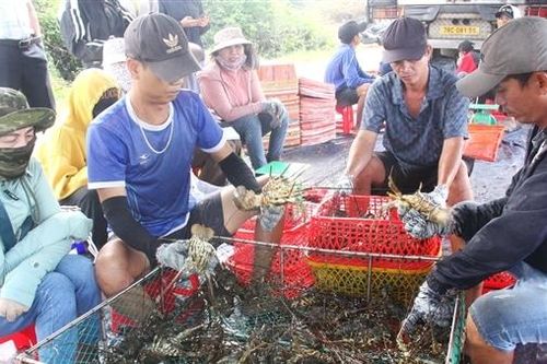 Chuyển đổi linh hoạt ở 'thủ phủ tôm hùm'