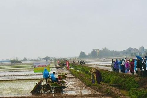 Hỗ trợ nông dân huyện Mê Linh sản xuất lúa theo hướng VietGAP