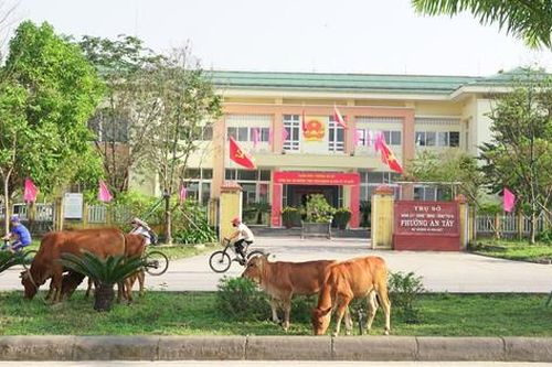 Bò thả rông nghênh ngang trước cổng UBND phường, dân bức xúc