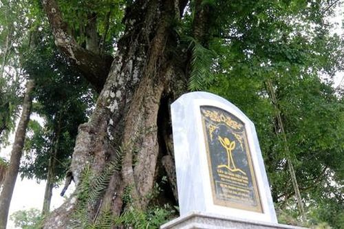 Ngắm 'cây thị ăn thề' hơn 700 tuổi gắn với sự tích cứu vua Lê Lợi