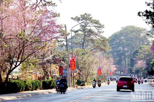 Đà Lạt nồng nàn sắc hoa mai anh đào