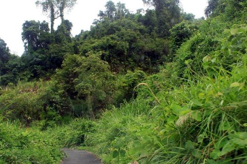 Đường lên Hòn Bà cỏ cây phủ lối