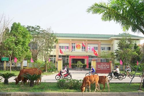 Đàn bò nghênh ngang trên trục đường chính phía Tây TP Huế