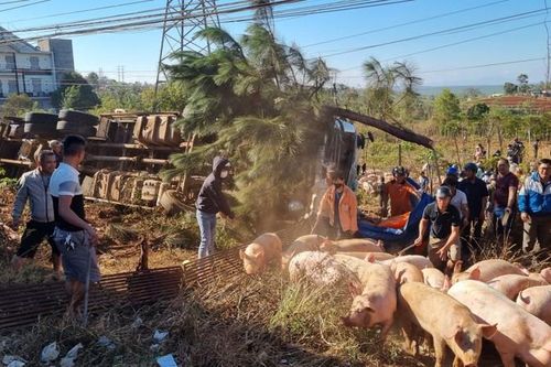 Hiện trường vây bắt hàng trăm con lợn tháo chạy do lật xe tại Gia Lai