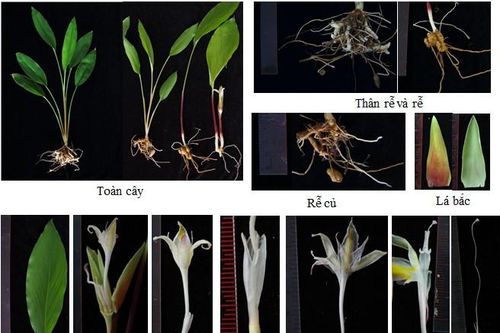 Viên nén hỗ trợ sức khỏe cho bệnh nhân ung thư