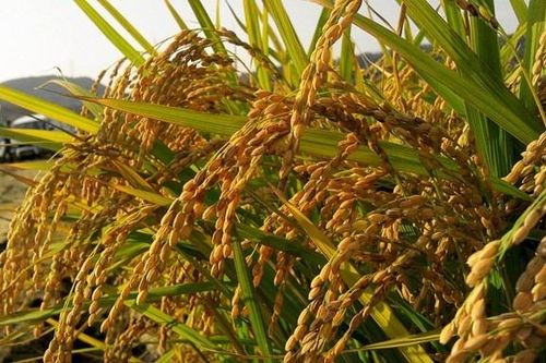 Nguồn cung thắt chặt, nhu cầu cải thiện đẩy giá gạo Ấn Độ lên kỷ lục mới