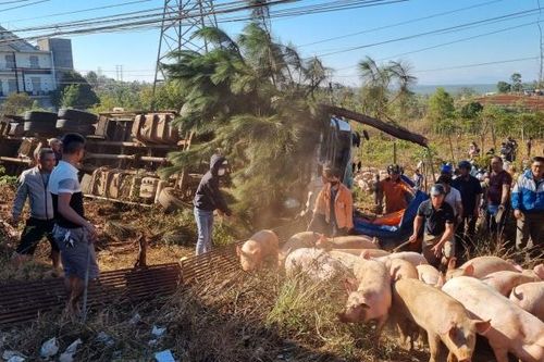 Gia Lai: Người dân giúp tài xế vây bắt hàng trăm con heo sau khi xe bị lật