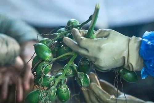 Nửa triệu đồng một buồng cau tươi ngày rằm tháng Giêng