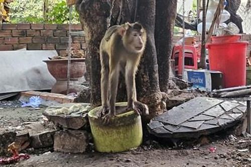 Tìm bắt khỉ đuôi lợn tấn công 4 người dân ở Quận 12