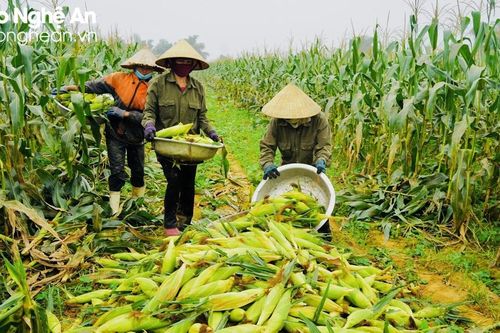 Trồng ngô ngọt trên đất bãi ven sông thu lãi cao