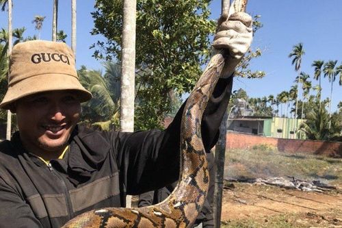 Đắk Lắk: Người dân phát hiện con trăn 'khủng' kèm ổ trứng