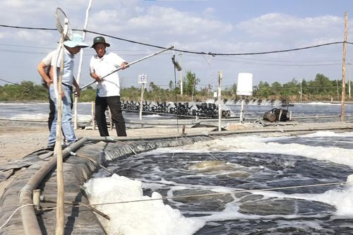 Thu tiền tỷ nhờ nuôi tôm nước lợ