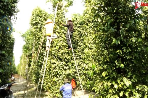 Nông dân phấn khởi vì giá hồ tiêu tăng cao