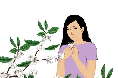 Ngọt ngào hương sắc hoa cà phê