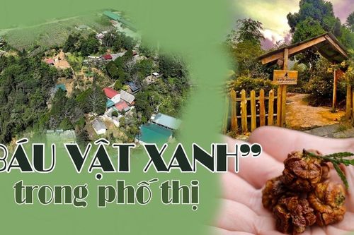 'Báu vật xanh' trong phố thị