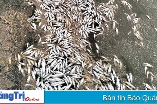Vĩnh Linh: Xác định được người đổ cá chết xuống sông Tiên Lai