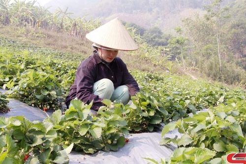 Nông dân Mường La thi đua sản xuất, kinh doanh giỏi