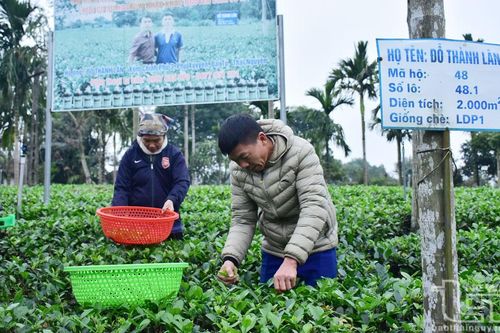 Nông dân Phú Xuyên bắt nhịp với sản xuất chè hữu cơ