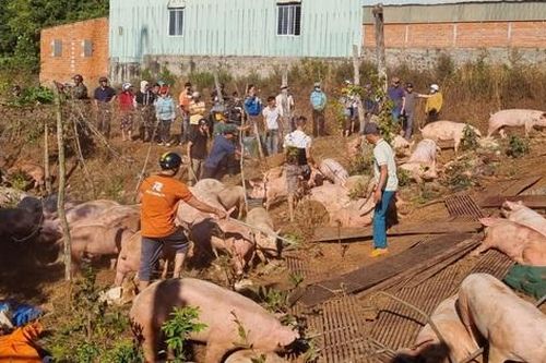 Người dân giúp tài xế bắt gần 200 con heo sau vụ lật xe tải