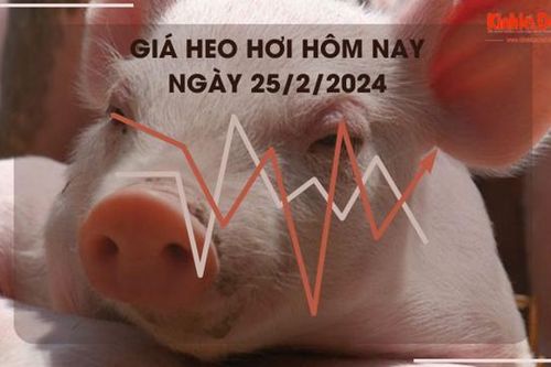 Giá heo hơi hôm nay 25/2/2024: Cao nhất 58.000 đồng/kg