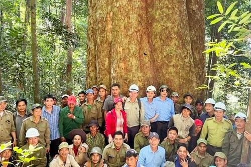 Từ câu chuyện bảo vệ cây sao cát nghìn năm tuổi