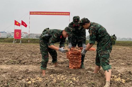 Huyện Sóc Sơn: Chiến sĩ xuống đồng thu hoạch khoai tây cùng nông dân