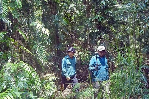 Hơn 21.000ha rừng ở Cà Mau có khả năng xảy ra cháy vì khô hạn