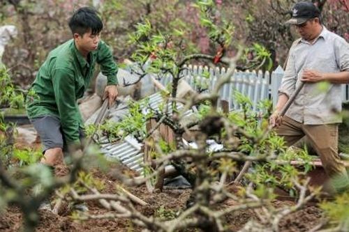 Hà Nội: Người dân Nhật Tân tất bật 'hồi sinh' đào sau Tết
