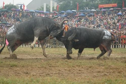 Hàng nghìn người đội mưa xem chọi trâu ở Vĩnh Phúc