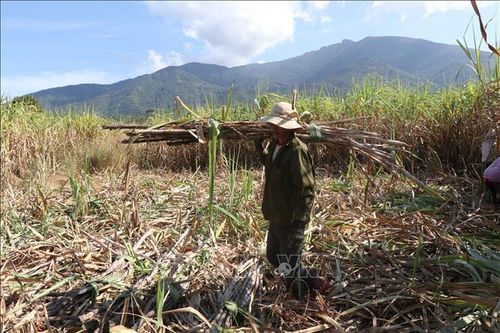 Diện tích mía ở Khánh Hòa ngày một thu hẹp