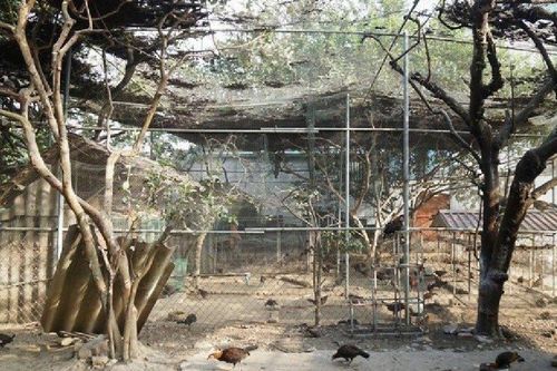 Anh nông dân lãi hơn 500 triệu đồng/năm nhờ nuôi con vật 'thích bay nhảy'