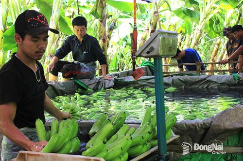 Giá chuối xuất khẩu tăng cao trở lại