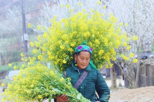Mùa hoa cải rực vàng trên cao nguyên