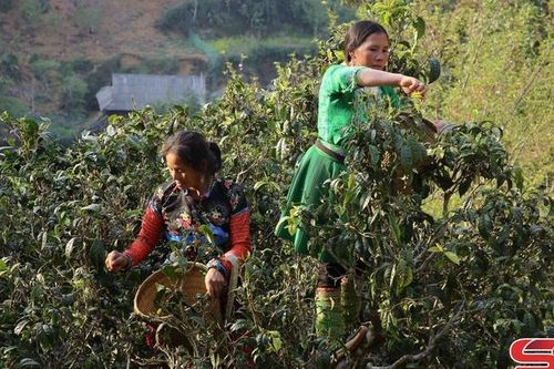 Xây dựng thương hiệu cho các sản phẩm nông sản chủ lực