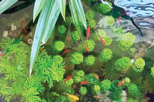 Sinh động với bể cá cảnh thủy sinh