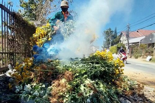 Người Đà Lạt nhổ hoa đem đốt