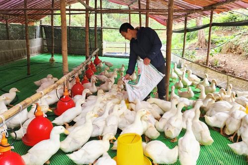 Vịt siêu nạc mang lại hiệu quả kinh tế cao