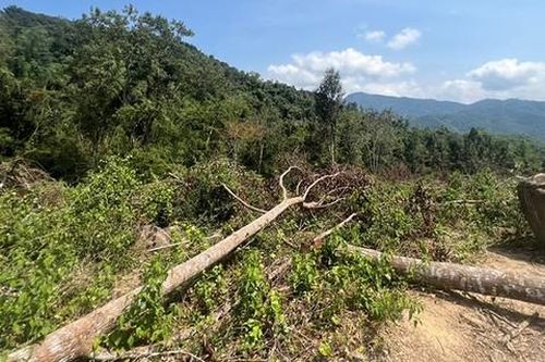 Điều tra vụ hàng trăm cây trồng rừng phòng hộ bị triệt hạ