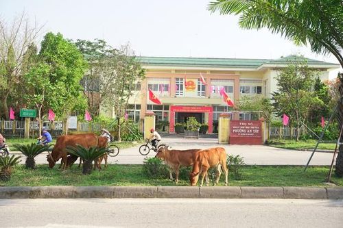 Bò thả rông nghênh ngang giữa phố: Người đứng đầu phải chịu trách nhiệm