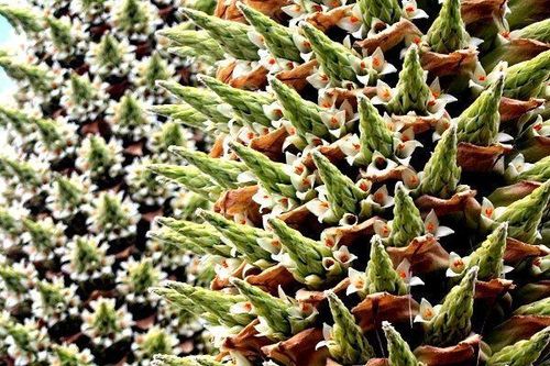 Những loài cây chỉ nở hoa một lần trong đời, cho ra 10 triệu hạt giống