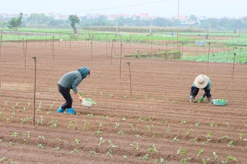 Vựa rau củ lớn nhất Hà Nội vào vụ mới