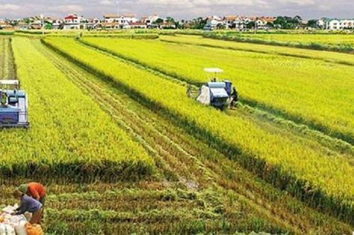 Luật Đất đai 2024: Điều kiện chuyển đổi quyền sử dụng đất nông nghiệp
