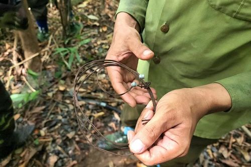 Nhức nhối nạn bẫy thú rừng trên bán đảo Sơn Trà (Đà Nẵng)