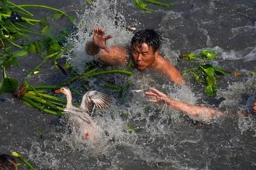 Cả trăm người thi 'lội sông bắt vịt'