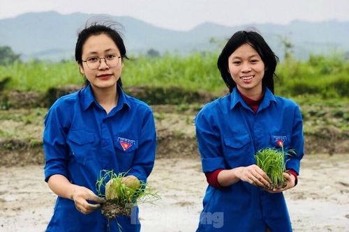 'Áo xanh' lội bùn cấy lúa giúp người dân giữa trời mưa rét