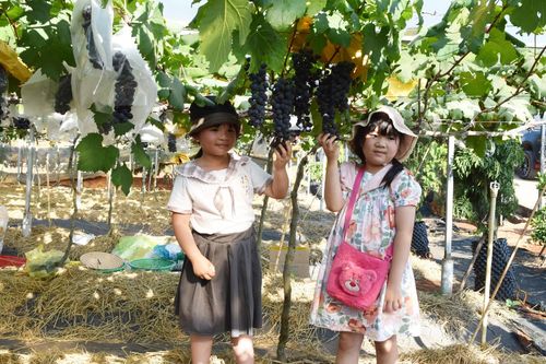 Thưởng thức nho Nhật không hạt ngay tại vườn